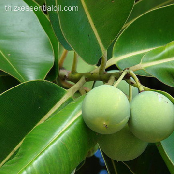 น้ำมันหอมระเหยเกรด 100% ISO ที่ได้รับใบรับรอง Tamanu Pure Pure